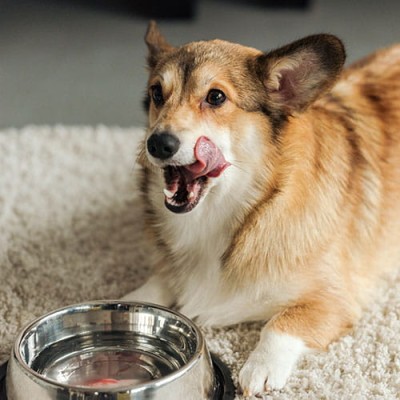 Σκυλοτροφές